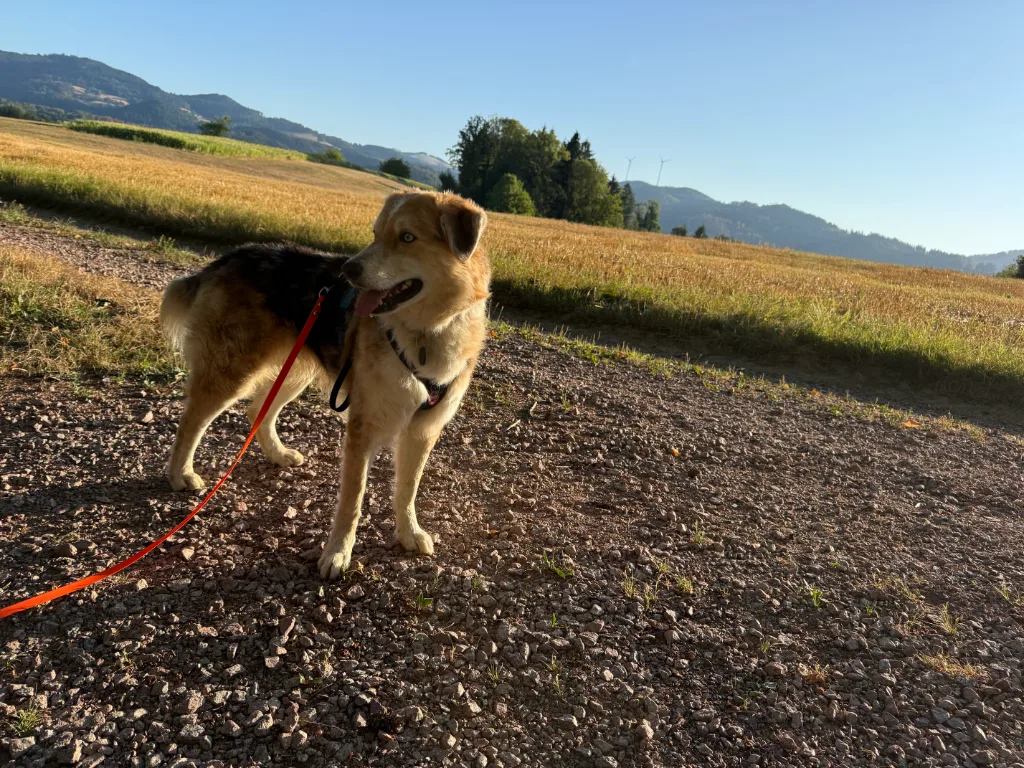 Der Morgen mit dem Wolf - Sonnenblumen