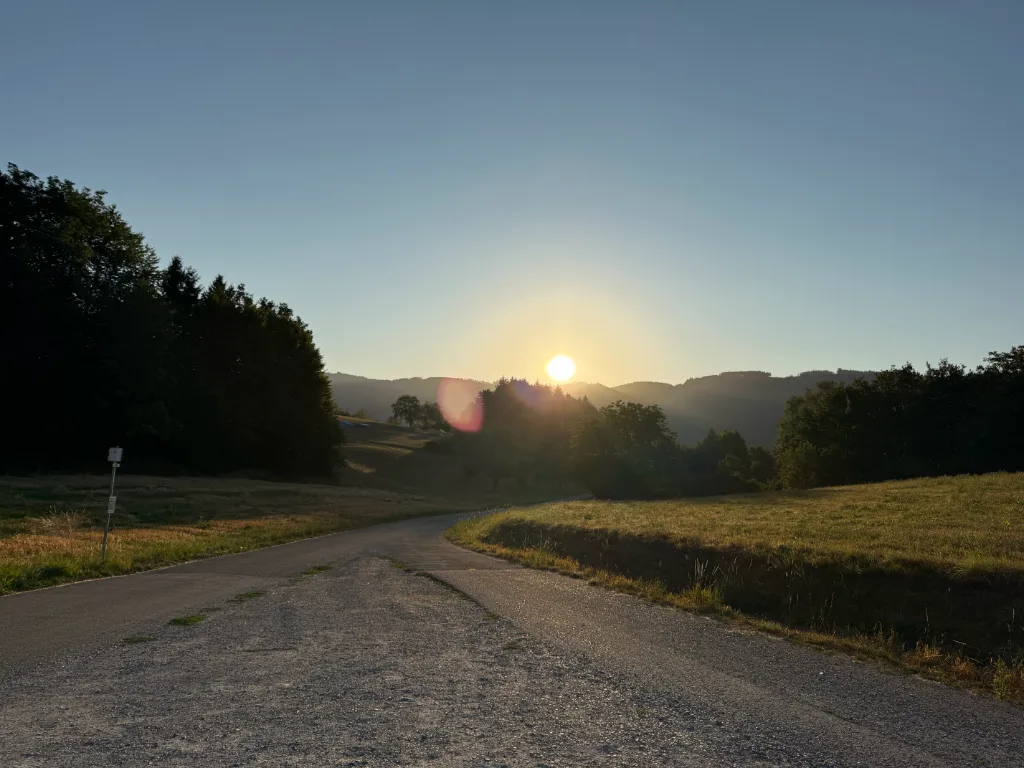 Der Morgen mit dem Wolf - Sonnenblumen