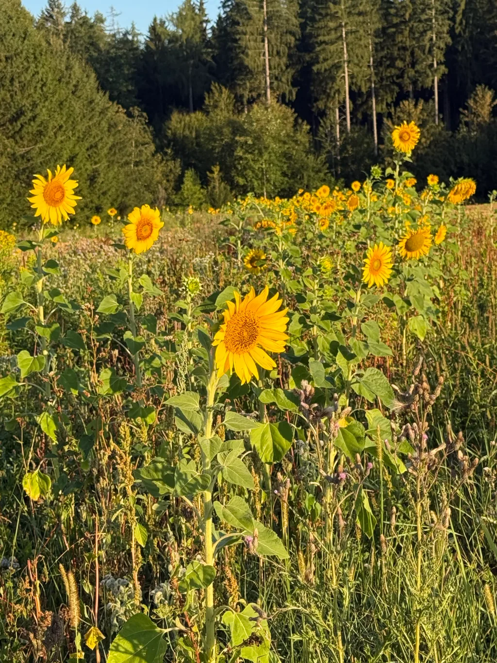 Der Morgen mit dem Wolf - Sonnenblumen