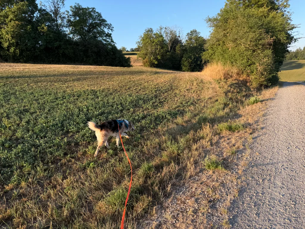Der Morgen mit dem Wolf - Sonnenblumen