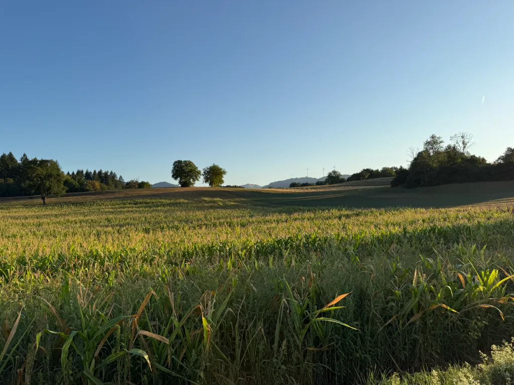 Der Morgen mit dem Wolf - Sonnenblumen
