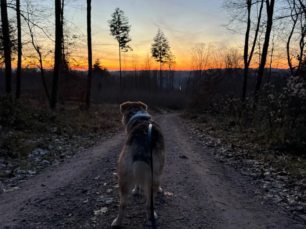 Bild mit Wolf