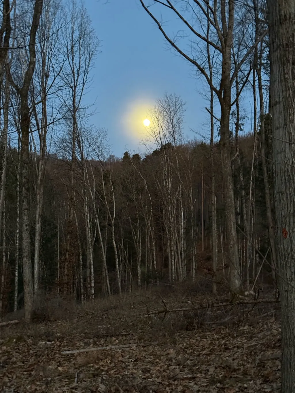 Der Mond steht über einem kahlen Buchenwald im blauen Dämmerlicht