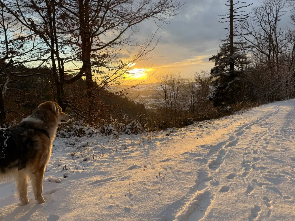 Hund im Geschirr steht am verschneiten Waldweg und blickt in den Sonnenuntergang