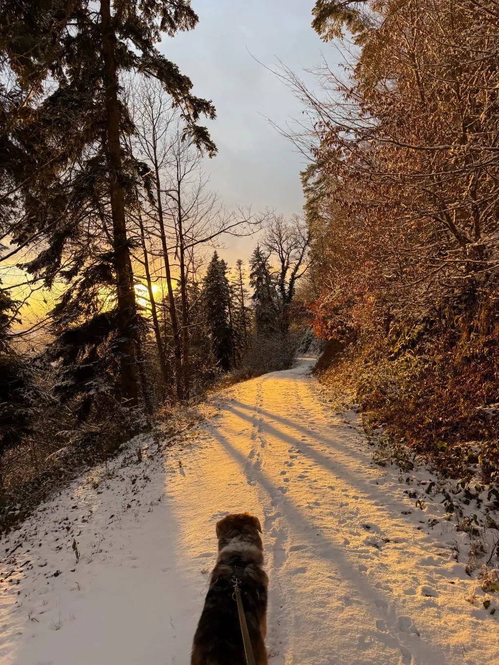 Blick über den Rücken des Hundes auf einen schneebedeckten Waldweg im goldenen Abendlicht
