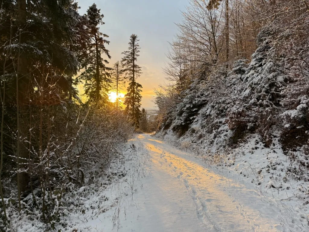 Verschneiter Waldweg, die tiefstehende Sonne scheint zwischen den Fichten hindurch