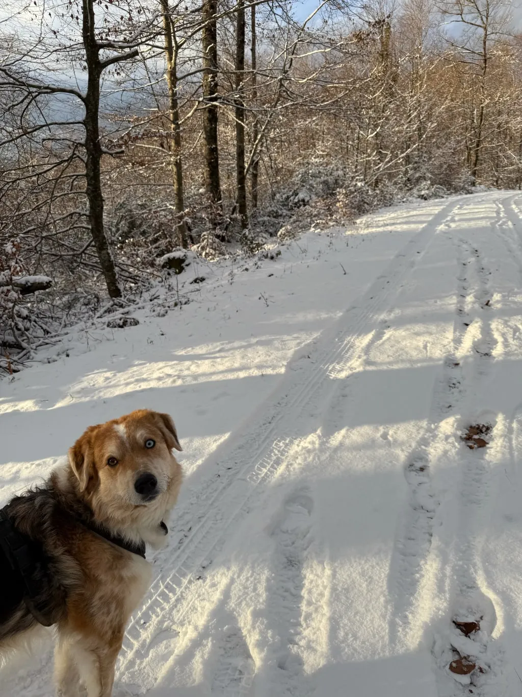 Hund mit einem blauen und einem braunen Auge schaut über die Schulter in die Kamera