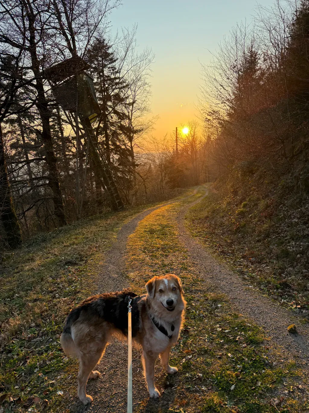 wolf24