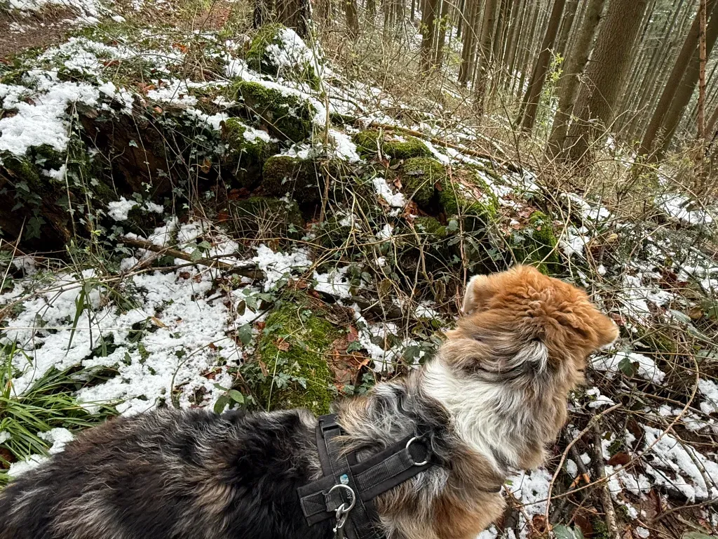 wolf41