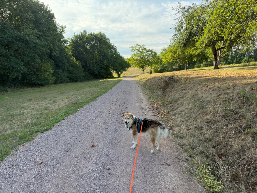 Der Wolf mit blauem Geschirr an oranger Leine steht auf einem Feldweg und blickt zurück, daneben Wiese und Bäume.