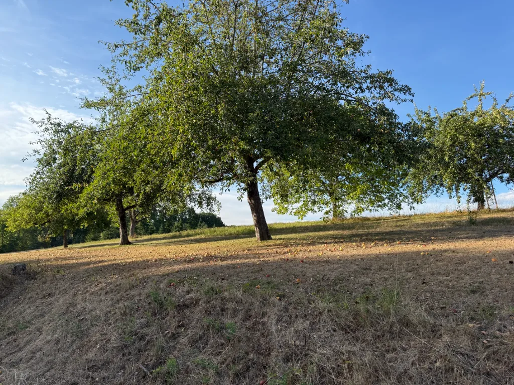 Alte Obstbäume auf einer trockenen Streuobstwiese mit Fallobst im Gras unter blauem Himmel.