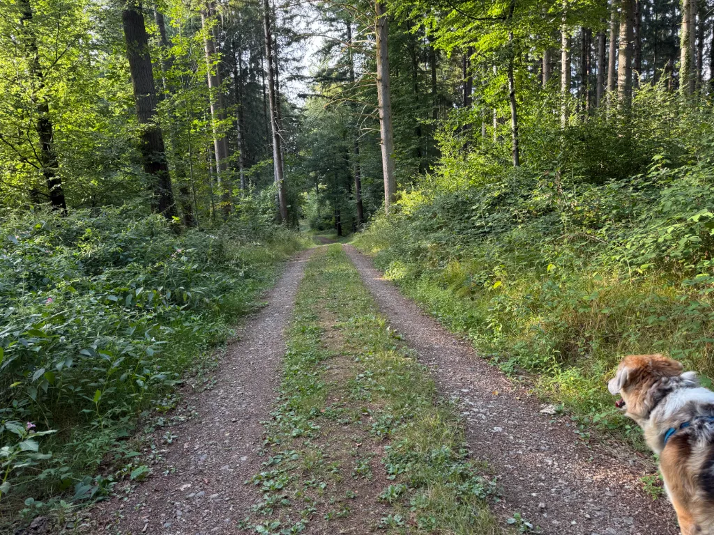 Der Wolf mit blauem Halsband am rechten Bildrand blickt auf einen grasbewachsenen Waldweg zwischen hohen Bäumen.