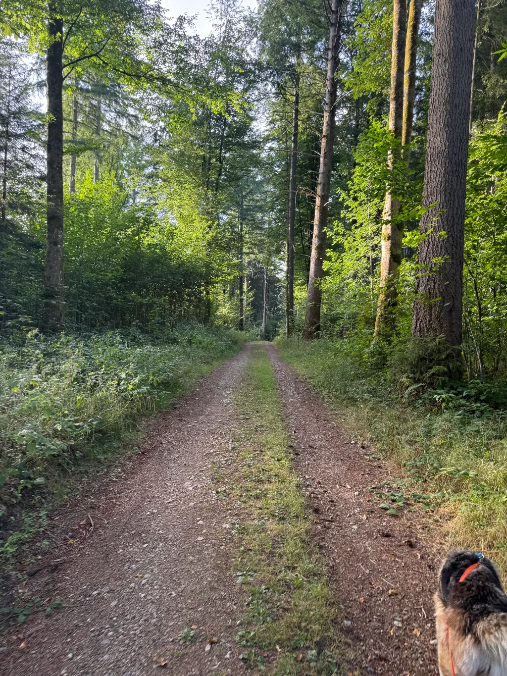 Der Wolf am rechten Bildrand blickt einen grasbewachsenen Waldweg entlang.