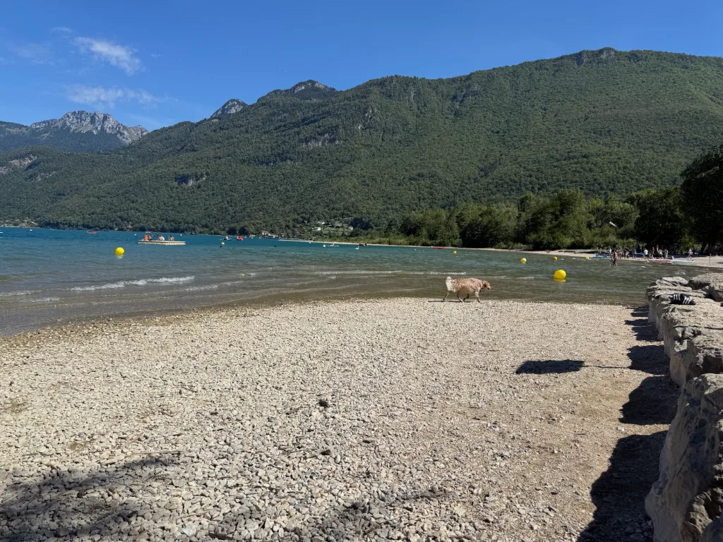 Heller Hund läuft am Kiesstrand eines türkisen Bergsees, dahinter bewaldete Berge und gelbe Bojen.