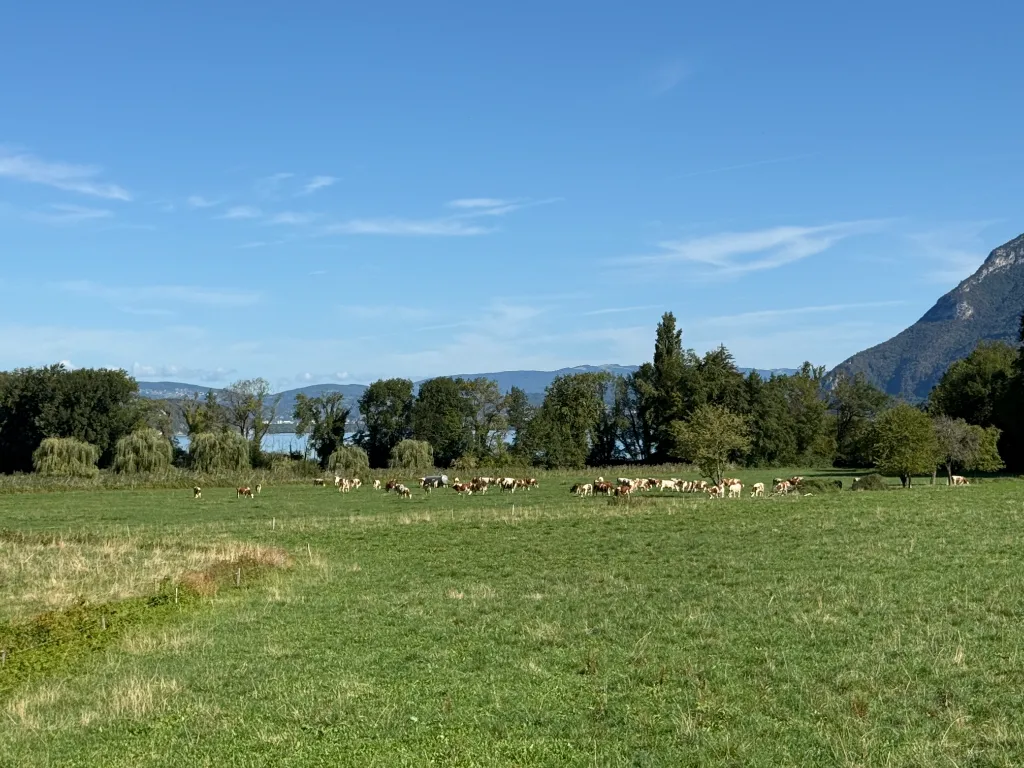 Eine Herde rotbunter Kühe weidet auf einer grünen Wiese vor Bäumen, einem See und Bergen unter blauem Himmel.